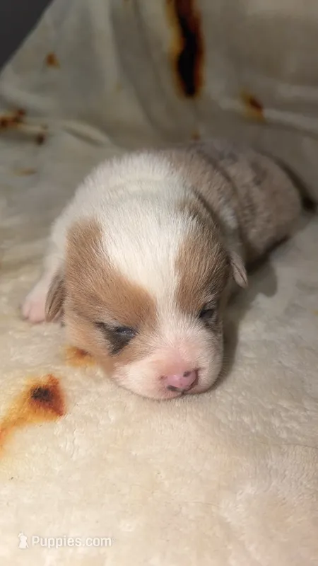 Biscuit  – Cardigan Welsh Corgi, Pembroke Welsh Corgi puppy for sale in Neosho, MO