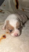 Biscuit , a male Cardigan Welsh Corgi and Pembroke Welsh Corgi for sale in Neosho, MO – 1 of 3