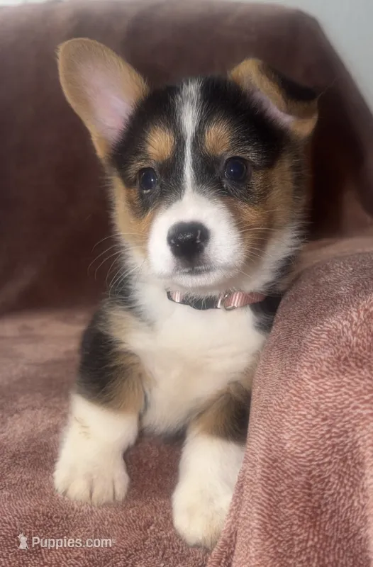 Coco – Cardigan Welsh Corgi, Pembroke Welsh Corgi puppy for sale in Neosho, MO