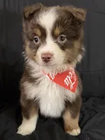 Boog, a male Toy Australian Shepherd for sale in Neosho, MO – 5 of 7