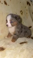 Blair , a male Toy Australian Shepherd for sale in Neosho, MO – 3 of 10