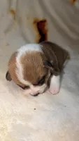 Marshmallow , a female Cardigan Welsh Corgi and Pembroke Welsh Corgi for sale in Neosho, MO – 1 of 5