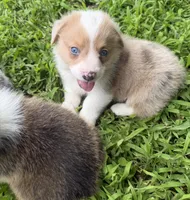 Biscuit , a male Cardigan Welsh Corgi and Pembroke Welsh Corgi for sale in Neosho, MO – 9 of 10
