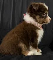 Boog, a male Toy Australian Shepherd for sale in Neosho, MO – 2 of 7