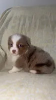 Boots, a male Toy Australian Shepherd for sale in Neosho, MO – 6 of 10