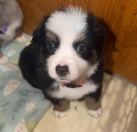 CJ, a male Toy Australian Shepherd for sale in Neosho, MO – 1 of 8