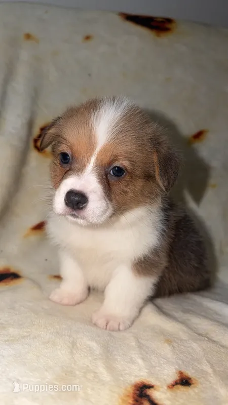 Honeybun – Cardigan Welsh Corgi, Pembroke Welsh Corgi puppy for sale in Neosho, MO