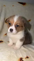 Honeybun, a female Cardigan Welsh Corgi and Pembroke Welsh Corgi for sale in Neosho, MO – 9 of 10