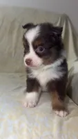Boog, a male Toy Australian Shepherd for sale in Neosho, MO – 4 of 7