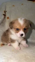 Nugget, a female Cardigan Welsh Corgi and Pembroke Welsh Corgi for sale in Neosho, MO – 9 of 10