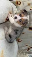Jellybean , a female Cardigan Welsh Corgi and Pembroke Welsh Corgi for sale in Neosho, MO – 5 of 6