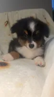 Chandler, a male Toy Australian Shepherd for sale in Neosho, MO – 6 of 8