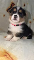 Coco, a female Cardigan Welsh Corgi and Pembroke Welsh Corgi for sale in Neosho, MO – 1 of 5