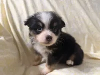 Phoebe, a female Toy Australian Shepherd for sale in Neosho, MO – 3 of 5