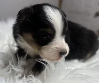 Phoebe, a female Toy Australian Shepherd for sale in Neosho, MO – Photo 3 of 5