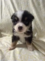 Phoebe, a female Toy Australian Shepherd for sale in Neosho, MO – 2 of 5