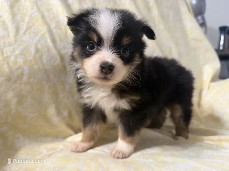 Phoebe – Toy Australian Shepherd puppy for sale in Neosho, MO