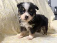 Phoebe, a female Toy Australian Shepherd for sale in Neosho, MO – 1 of 5