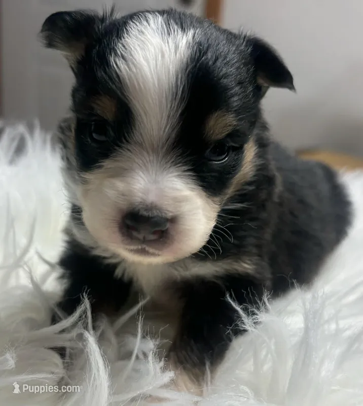 Phoebe – Toy Australian Shepherd puppy for sale in Neosho, MO