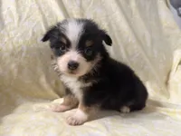 Phoebe, a female Toy Australian Shepherd for sale in Neosho, MO – 4 of 5