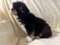 Phoebe, a female Toy Australian Shepherd for sale in Neosho, MO – 5 of 5
