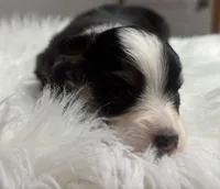 Phoebe, a female Toy Australian Shepherd for sale in Neosho, MO – Photo 2 of 5