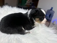 Phoebe, a female Toy Australian Shepherd for sale in Neosho, MO – Photo 5 of 5