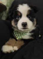 CJ, a male Toy Australian Shepherd for sale in Neosho, MO – 3 of 6