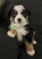 CJ, a male Toy Australian Shepherd for sale in Neosho, MO – 6 of 6