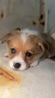 Nugget, a female Cardigan Welsh Corgi and Pembroke Welsh Corgi for sale in Neosho, MO – 2 of 10