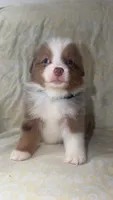 Boots, a male Toy Australian Shepherd for sale in Neosho, MO – 2 of 10