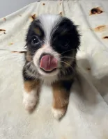 Rachel, a female Toy Australian Shepherd for sale in Neosho, MO – 3 of 5