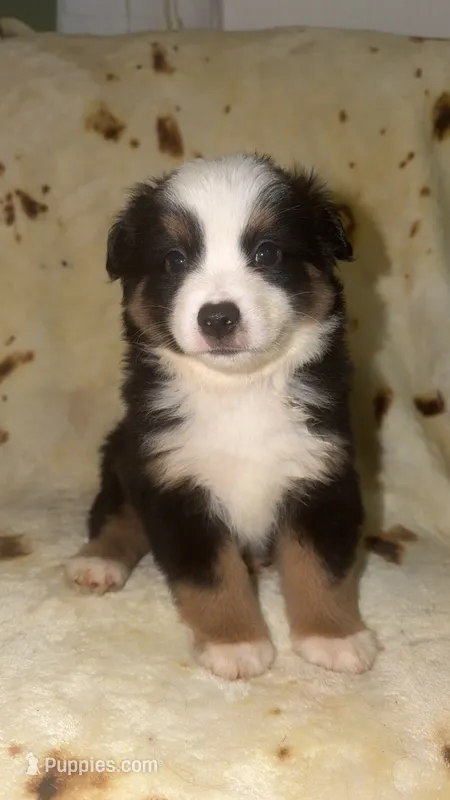 CJ – Toy Australian Shepherd puppy for sale in Neosho, MO