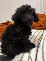 Romeo, a male Poodle - Toy  for sale in Raleigh, NC – 2 of 3
