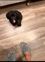 Romeo, a male Poodle - Toy  for sale in Raleigh, NC – 3 of 3