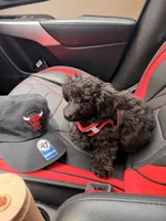 Romeo, a male Poodle - Toy  for sale in Raleigh, NC – 1 of 3