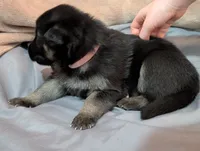 Charlotte, a female German Shepherd Dog for sale in Tallahassee, FL – 2 of 4