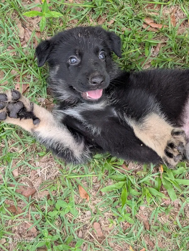 Jelly Bean – German Shepherd Dog puppy for sale in Tallahassee, FL
