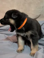 Milky Way , a male German Shepherd Dog for sale in Tallahassee, FL – 2 of 5