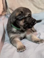 Flynn, a male German Shepherd Dog for sale in Tallahassee, FL – 4 of 4