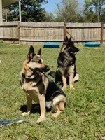 Flynn, a male German Shepherd Dog for sale in Tallahassee, FL – 3 of 4