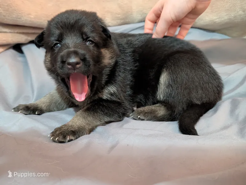 Charlotte – German Shepherd Dog puppy for sale in Tallahassee, FL
