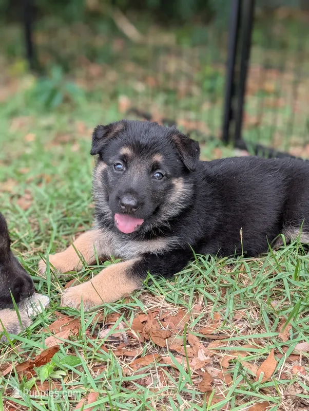 Faye – German Shepherd Dog puppy for sale in Tallahassee, FL