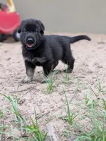 Canyon , a male German Shepherd Dog for sale in Tallahassee, FL – 4 of 4