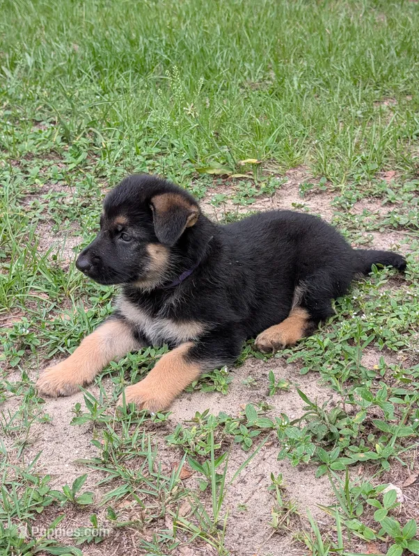 Faye – German Shepherd Dog puppy for sale in Tallahassee, FL