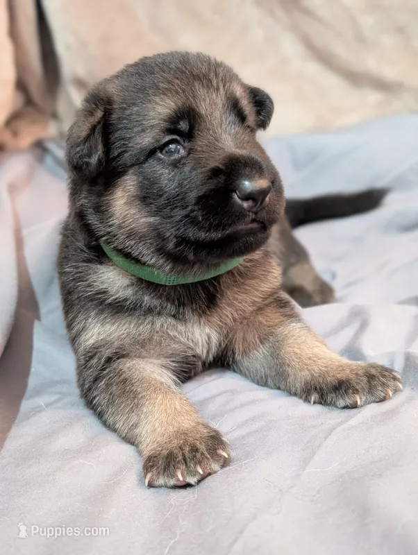 Flynn – German Shepherd Dog puppy for sale in Tallahassee, FL