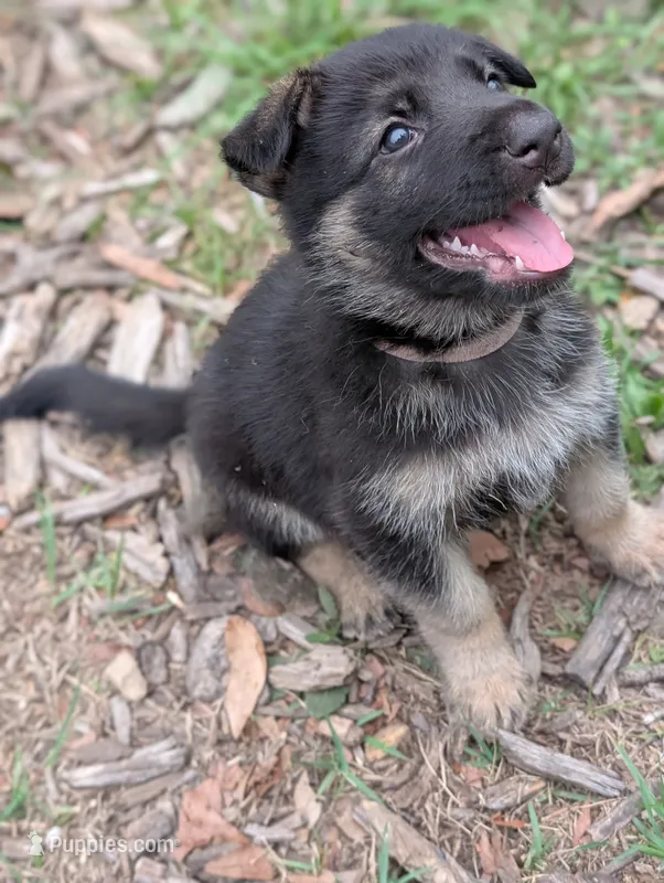 Charlotte – German Shepherd Dog puppy for sale in Tallahassee, FL