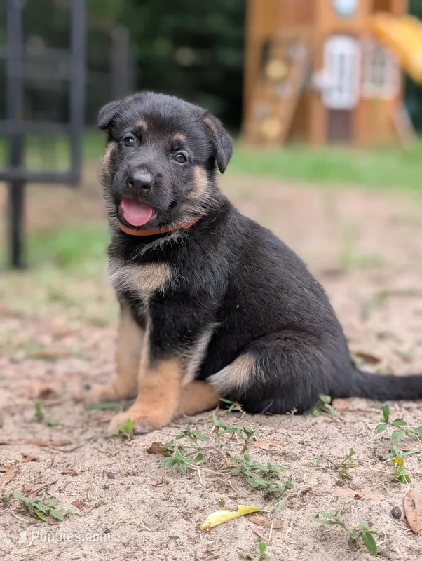 Milky Way  – German Shepherd Dog puppy for sale in Tallahassee, FL