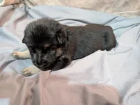 Faye, a female German Shepherd Dog for sale in Tallahassee, FL – 2 of 2