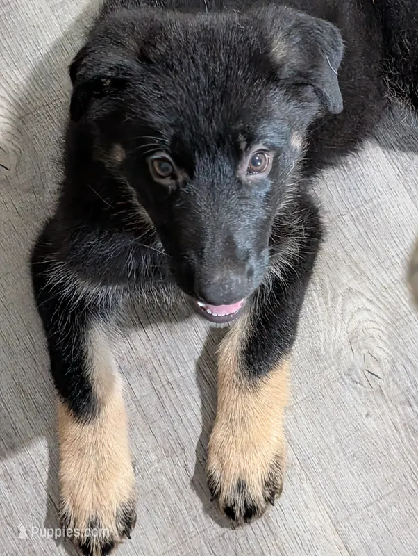 Canyon  – German Shepherd Dog puppy for sale in Tallahassee, FL